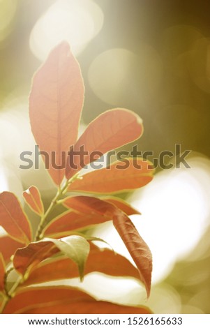 Beautiful blurred autumn leaves nature background.