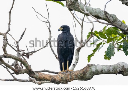 Great Black Hawk perching on a bare tree branch against bright background, Pantanal Wetlands, Mato Grosso, Brazil