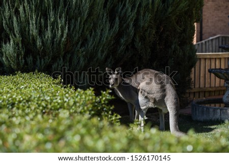 wild kangaroo at the backyard 