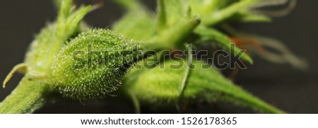 Macro close up of trichomes on wild female hemp (Cannabis sativa) plant, detail of trichomes on bud with blur background. Bud or fruit or enclosed in hairy bract. Royalty-Free Stock Photo #1526178365