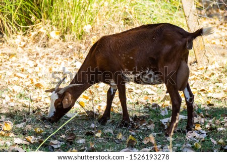 brown goat in the field 