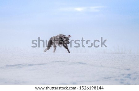Dog breed Weimaraner, hunts winter, proudly neck on the horizon in fields