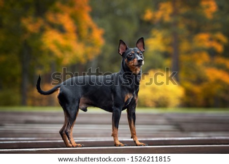 german pinscher dog posing outdoors in autumn Royalty-Free Stock Photo #1526211815