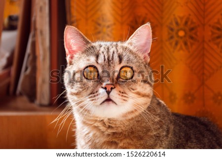 Purebred cat with big orange eyes. Scottish Straight breed. The cat looks in surprise.