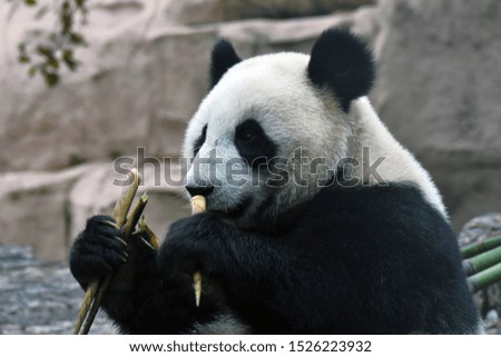 Panda bear color portrait at stone background