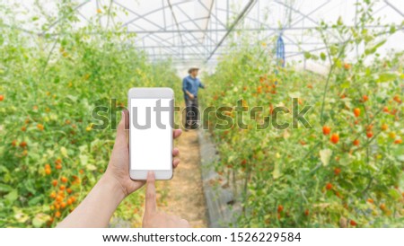 Hand of woman holding a smartphone with farmer picking fresh organic tomatoes in garden background.