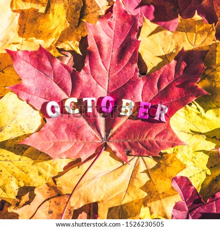 The word October made of wooden letters is laid out on a large maple leaf.  forest, morning at dawn.  Top view. Indian summer. Cincept. Instagram