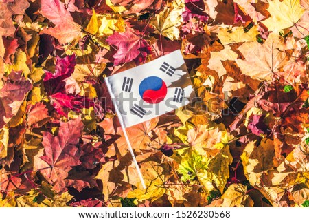 South korean flag lying on the maple leaves in the autumn forest at the morning at dawn.  Concept. Top view. Indian summer.