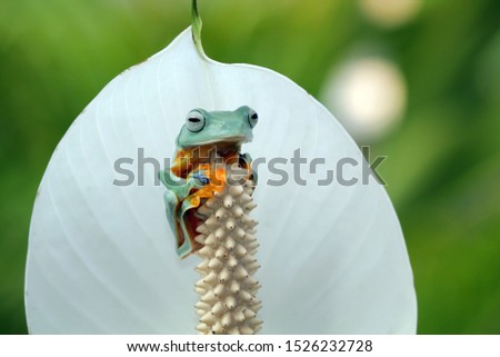 Flying frog on branch, tree frog sitting on flowers, rachophorus reinwardtii, Javan tree frog