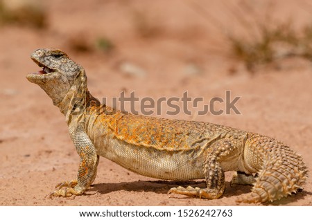 Moroccan Spiny-tailed Lizard sunbathing and in defensive posture Royalty-Free Stock Photo #1526242763