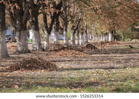 Peaceful autumn in Ukraine, nature, trees, leaves