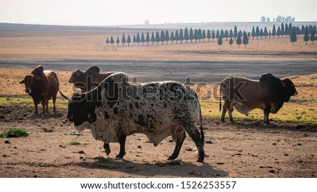 Farmlife - A herd of Boran Bulls grazing in the fields
