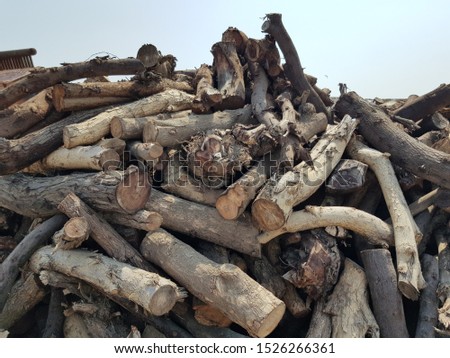 Log wood for biofuel by tree