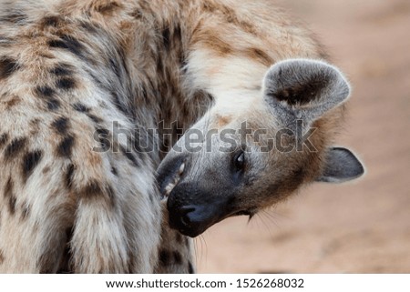 Hyena at the den with sunrise in a Game Reserve in South Africa