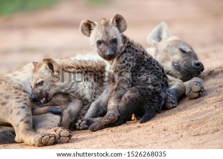 Hyena mothers with pup at the den with sunrise in a Game Reserve in South Africa