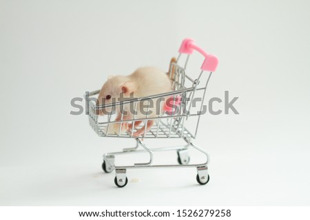 The little white rat is a symbol of the new year 202 according to the horoscope. The animal sits in a small decorative cart for the supermarket.
