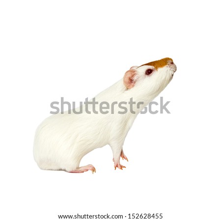 hamster isolated on white background