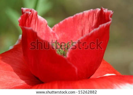 Red poppy