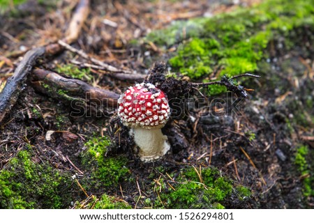Amanita muscaria (Fly agaric mushroom) in forest of Adrspach Teplice Rocks (nature reserve in Broumov Highlands region of Czech Republic)