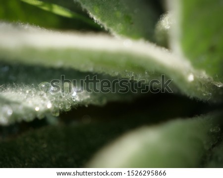 macro humid green leafs water