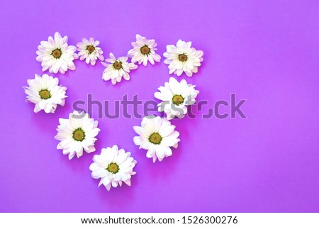White chrysanthemum in the shape of heart on a purple background. Flat lay, top view, copy space
