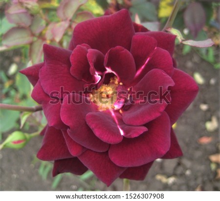 macro photo with a decorative background of a beautiful crimson flower of a Bush rose plant for landscaping and landscape design as a source for prints, posters, decor, interiors, Wallpaper