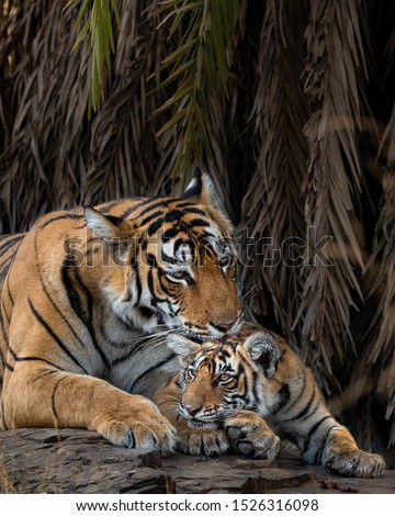 Tigress Arrowhead with one of her cubs in Ranthambore National Park, Rajasthan, India. Such a rare treat to see mother tiger with her tiny little ones, so wonderfully magical in more ways than one