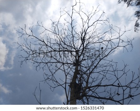 dead of tree branch isolated on blue sky .from javanese indonesia