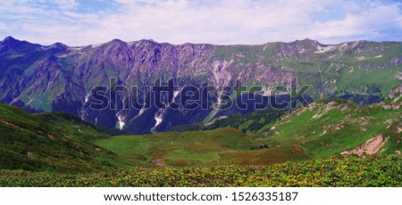 Beautiful summer landscape from Livigno in Italy, Abkhazia, Switzerland: mountains with pine trees and green grass, blue sky with a white cloud above a mountain peak, tourist photography
