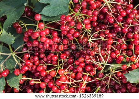 Rad Viburnum berries with bunches
