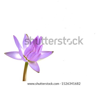 Lotus flowers are a popular flower used for worshiping Buddhist monks. Royalty-Free Stock Photo #1526341682