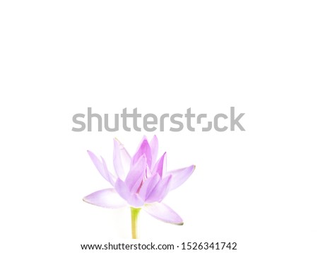 Lotus flowers are a popular flower used for worshiping Buddhist monks. Royalty-Free Stock Photo #1526341742