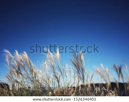 Pacific Island Silvergrass or Japanese silver grass with sunlight and blue sky background.