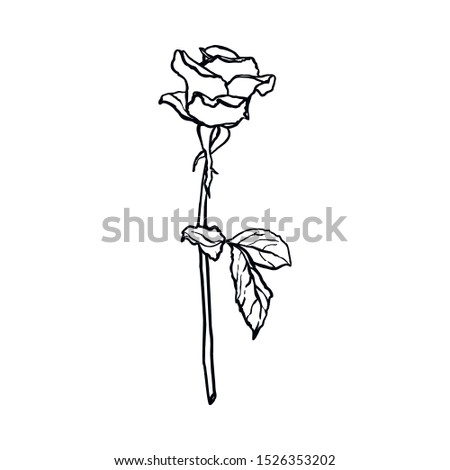 Rose Flower line drawing. Vector outline blossom in a Trendy Minimalist Style. For the design of Logos, Invitations, posters, Postcards, prints on t-Shirts.