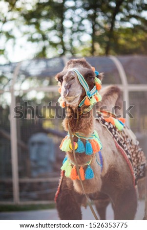 Camel. Animal portrait.photo close up.