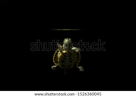 Beauty Portrait of a turtle/tortoise on a black background