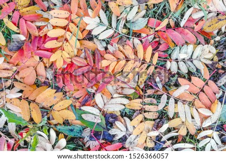 Bright, multicolored autumn foliage. Colorful leaves lie on the ground like a carpet. Great photo for the background.
