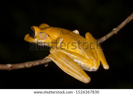 Arboreal frog from Sri Lanka, Sri Lanka whipping frog (Polypedates cruciger)