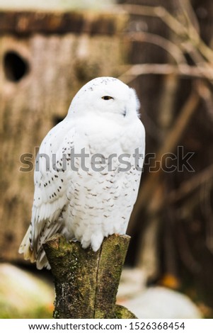 A Snowy owl perched on a branch in spring
