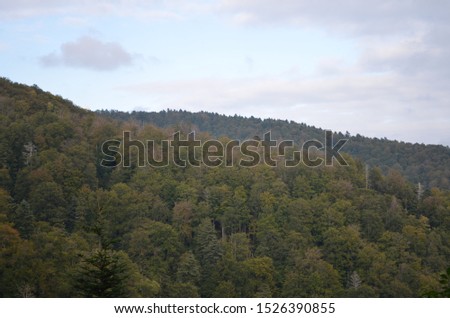Picture of the woods and forests.