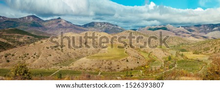 Plantation of vineyards with mountains in the background, panoramic picture