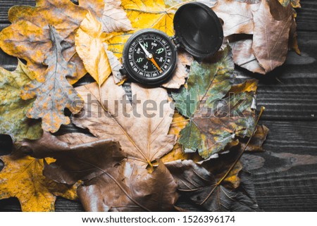 compass on autumn leaves beautiful background