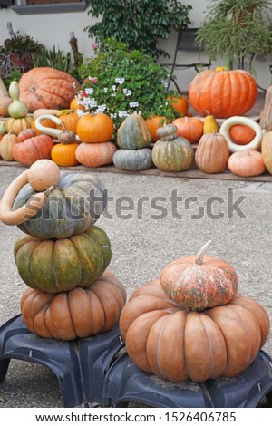VARIOUS KIND PUMPKINS EXPOSED IN GARDENS FOR THE HALLOWEEN PARTY