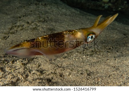 Squid in the Red Sea Colorful and beautiful, Eilat Israel