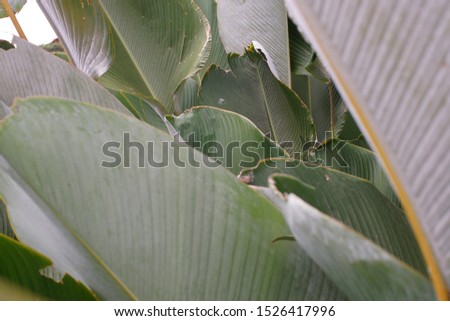 tropical jungle foliage, muted green leaf nature background