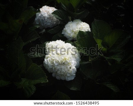 Closeup with white hydrangea flower