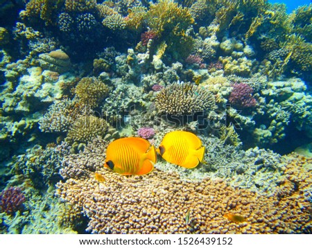 A closeup underwater shot of two yellow fish with black eyes and corals in the background