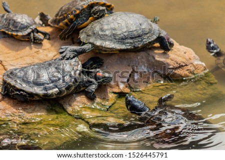 a red-eared turtle sunbathing in a pond