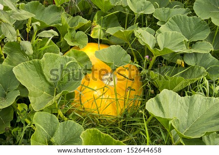 Pumpkin - Pumpkin in the garden.