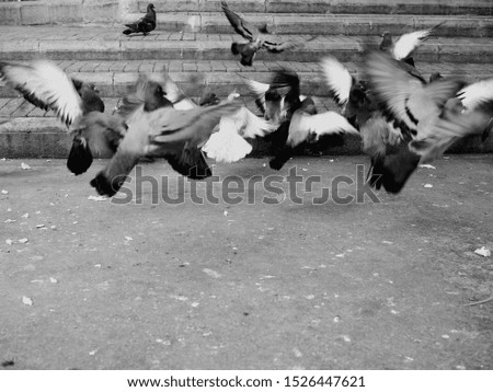The group of pigeons are flying off the ground at the same time making a black and white picture.